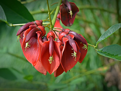 브라질 산호나무 사진 - Erythrina crista-galli L. Photos