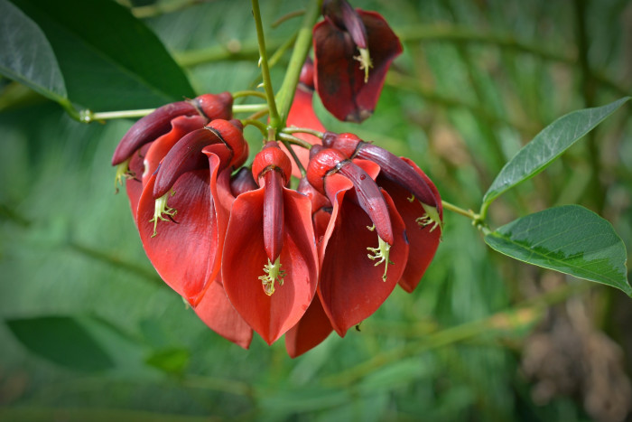 브라질 산호나무 - cockspur coral tree, Erythrina crista-galli L.