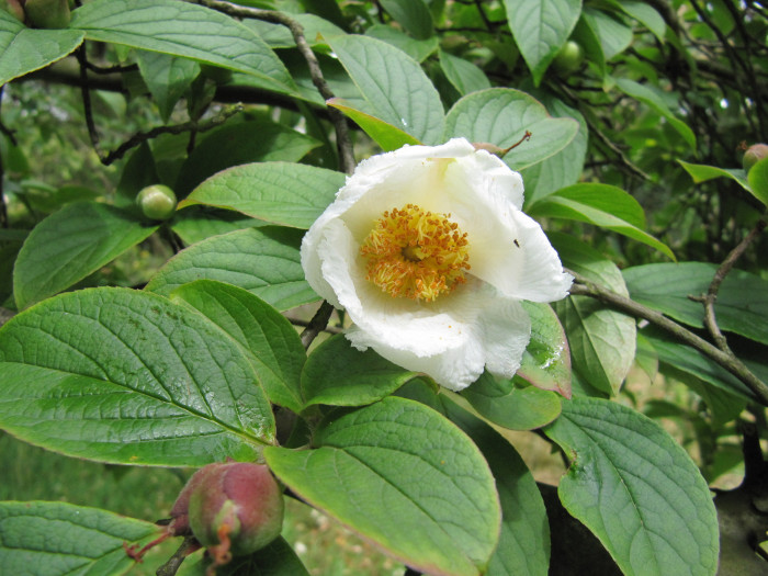 노각나무 - Stewartia pseudocamellia Maxim.