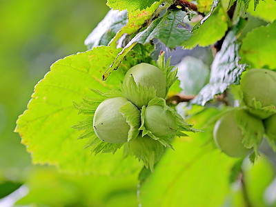 개암나무 사진 - Corylus heterophylla Fisch. ex Trautv. var. heterophylla Photos