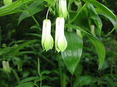 윤판나물아재비 사진 - Disporum sessile D. Don Photos