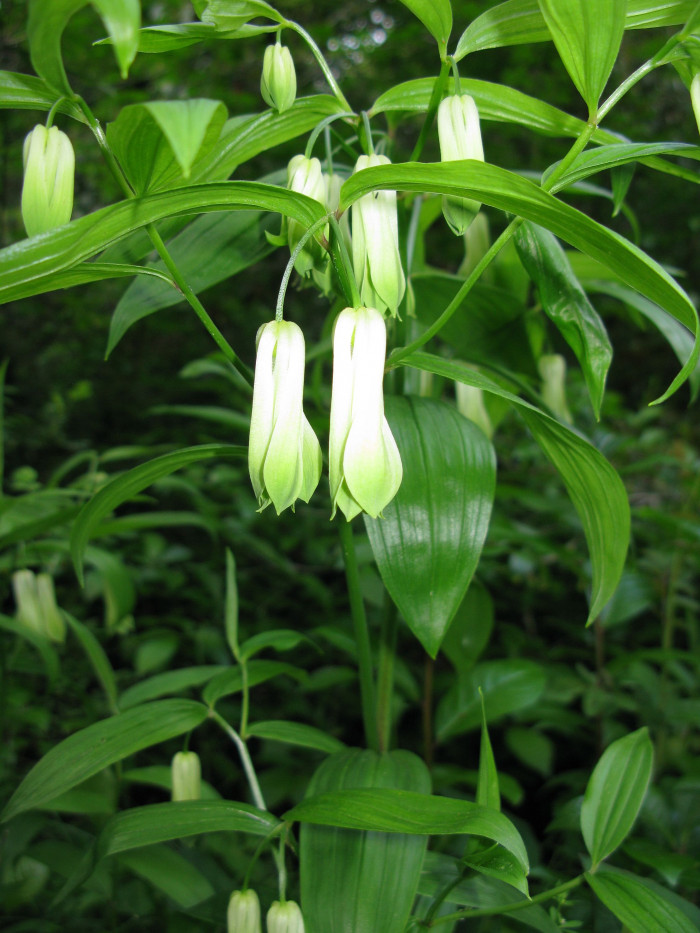 윤판나물아재비 - Disporum sessile D. Don