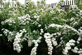 공조팝나무 - Spiraea cantoniensis Lour.