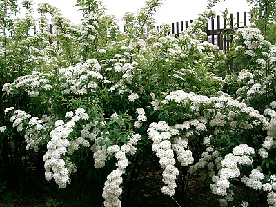 공조팝나무 사진 - Spiraea cantoniensis Lour. Photos