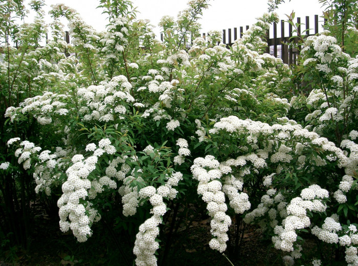 공조팝나무 - Spiraea cantoniensis Lour.