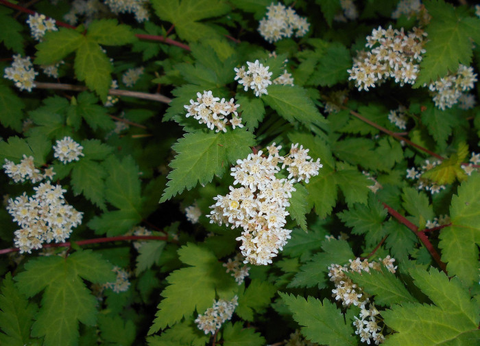 나비국수나무 - Quadrifid-leaf laceshrub, Stephanandra incisa var. quadrifissa (Nakai) T.B.Lee