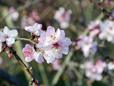 감복사 사진 - Prunus persica for. compressa (Loudon) Rehder Photos