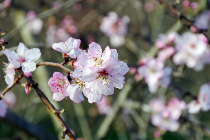 감복사 - Prunus persica for. compressa (Loudon) Rehder