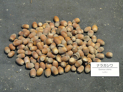 갈참나무 사진 - Quercus aliena Blume Photos