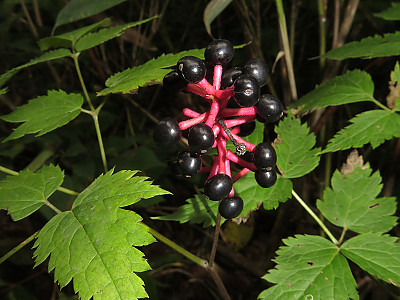 노루삼 사진 - Actaea asiatica H.Hara Photos