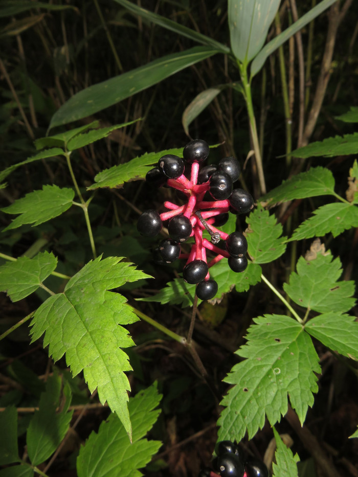 노루삼 - Actaea asiatica H.Hara