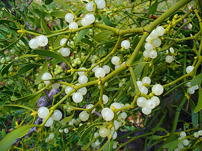 겨우살이 사진 - Viscum album var. coloratum (Kom.) Ohwi Photos