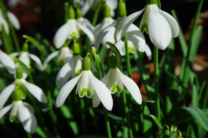 스노우드롭 - Snowdrop, Gay flower, Galanthus nivalis