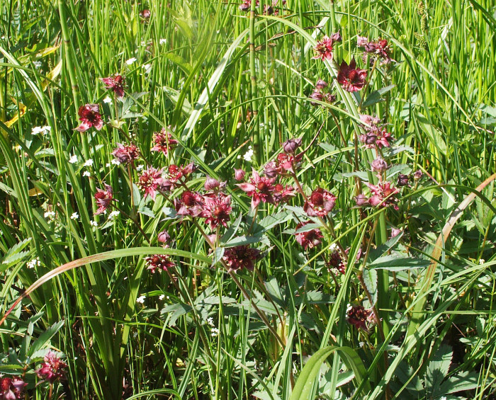 검은낭아초 - Potentilla palustris (L.) Scop.