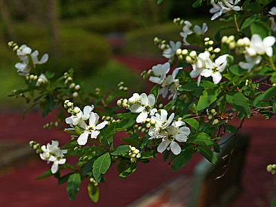 가침박달 사진 - Exochorda serratifolia S.Moore var. serratifolia Photos