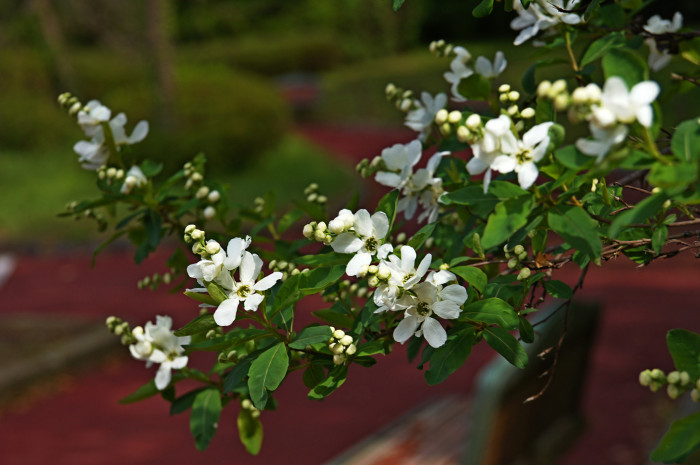 가침박달 - Exochorda serratifolia S.Moore var. serratifolia