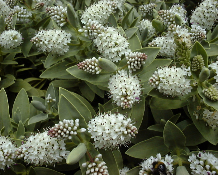 헤베 알비칸스 - Hebe albicans, Veronica albicans