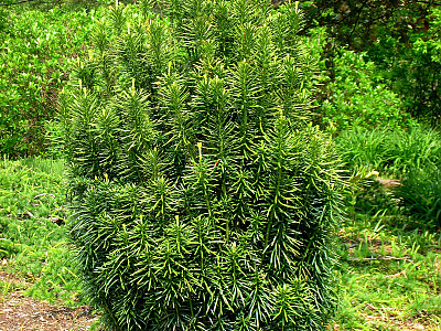 눈개비자나무 사진 - Cephalotaxus harringtonia var. nana (Nakai) Rehder Photos