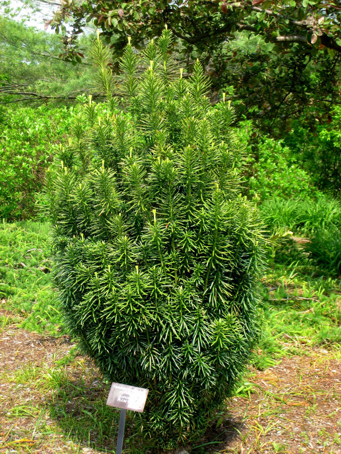 눈개비자나무 - Cephalotaxus harringtonia var. nana (Nakai) Rehder