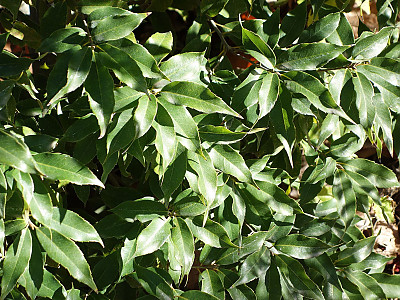 넓은잎참가시나무 사진 - Quercus salicina for. latifolia Nakai Photos