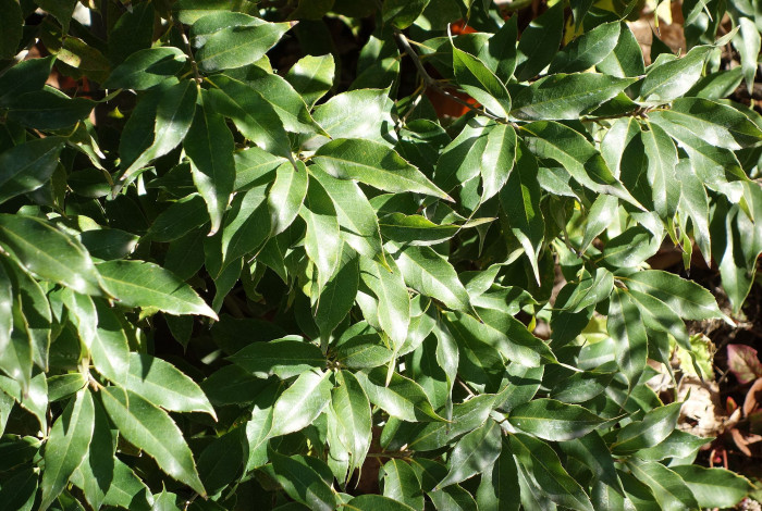 넓은잎참가시나무 - Quercus salicina for. latifolia Nakai