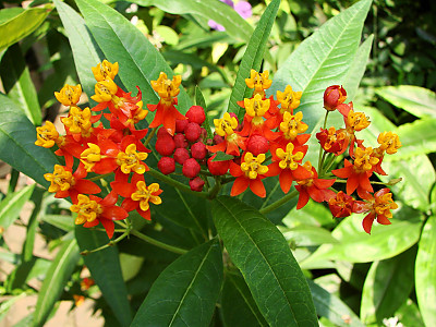금관화 사진 - Asclepias curassavica Photos