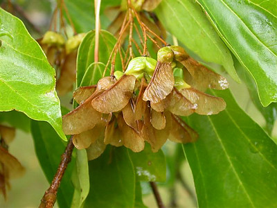 중국단풍 사진 - Acer buergerianum Miq. Photos