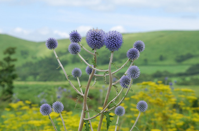 절굿대 - Echinops ritro, Echinops setifer Iljin