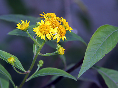 나래가막사리 사진 - Verbesina alternifolia Britton Photos