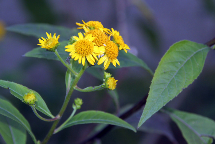 나래가막사리 - Wingstem, Verbesina alternifolia Britton