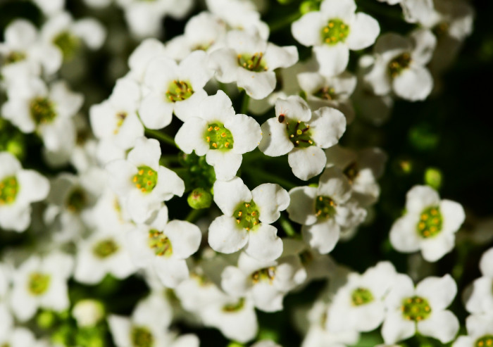 알리섬 - Sweet alyssum,  Sweet alison, Lobularia maritima