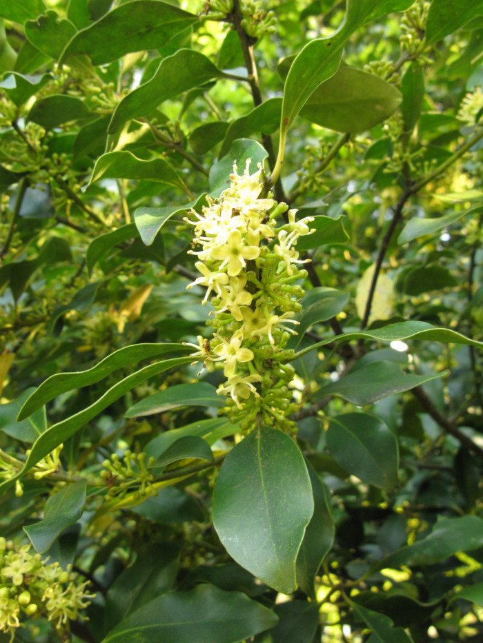 감탕나무 - Ilex integra Thunb.