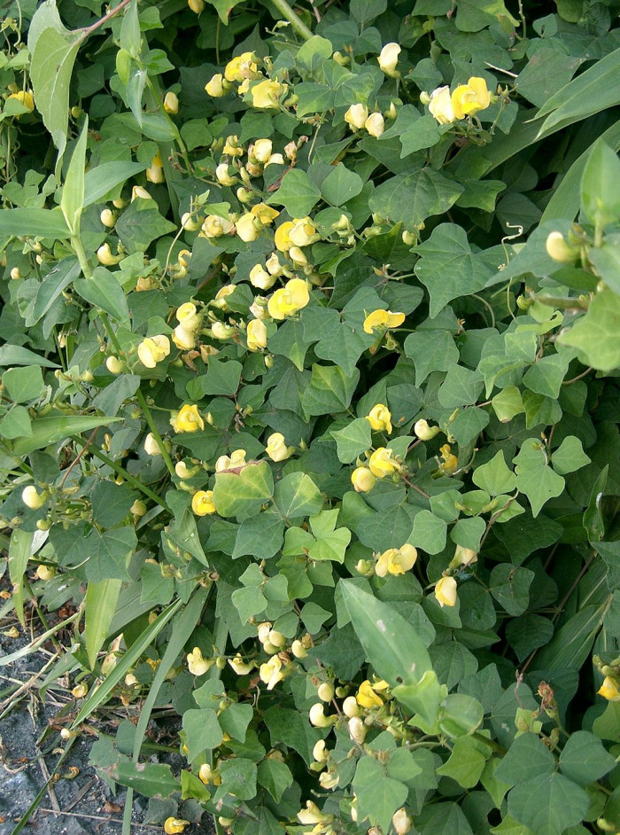 여우팥 - Dunbaria villosa