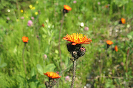 홍화민들레 - Pilosella aurantiaca