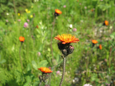 홍화민들레 사진 - Pilosella aurantiaca Photos