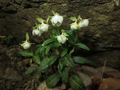매화노루발 사진 - Chimaphila japonica Miq. Photos