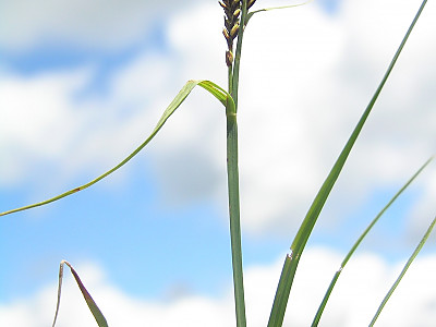 갈미사초 사진 - Carex bigelowii Torr. Photos