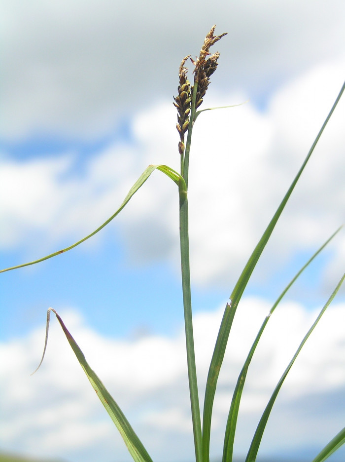 갈미사초 - Carex bigelowii Torr.