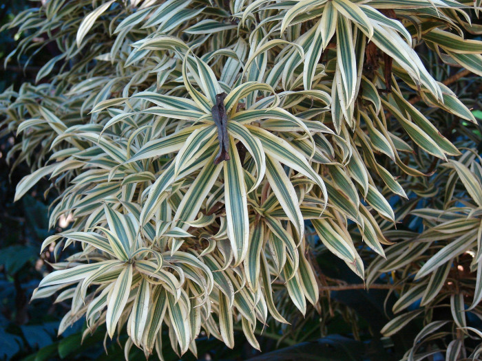 송 오브 인디아 - song of India, Dracaena reflexa 
