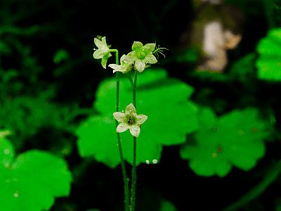 나도범의귀 사진 - Mitella nuda L. Photos