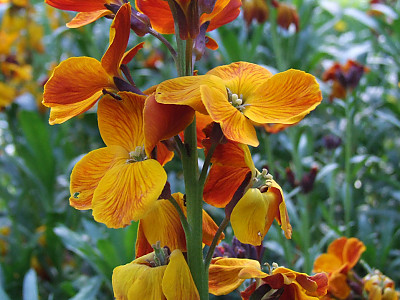 꽃무 사진 - Cheiranthus cheiri L. Photos
