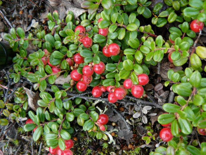 월귤 - Vaccinium vitis-idaea L.
