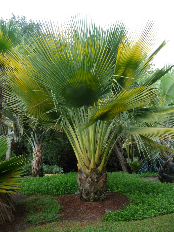 페르니쿠스 야자 - Giant Yarey Palm, Copernicia fallaensis