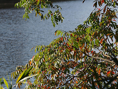 검양옻나무 사진 - Toxicodendron succedaneum (L.) Kuntze Photos