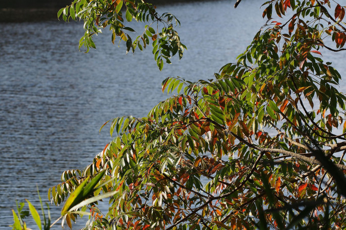 검양옻나무 - Japanese Wax Tree, Toxicodendron succedaneum (L.) Kuntze