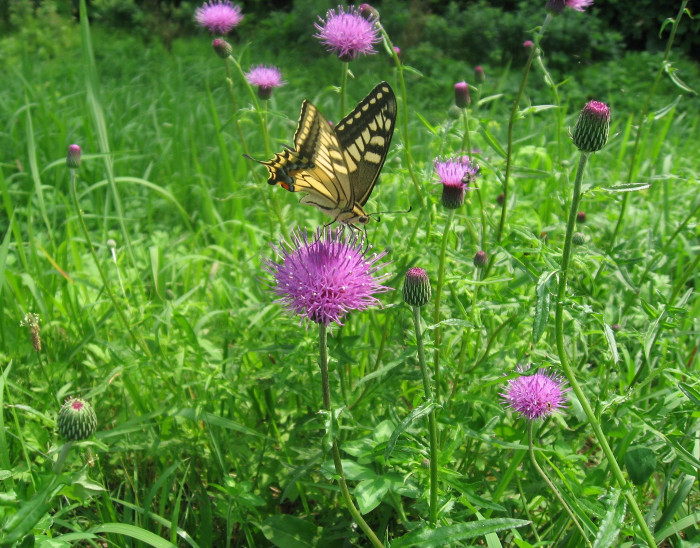 가시엉겅퀴 - Cirsium japonicum var. spinossimum Kitam.