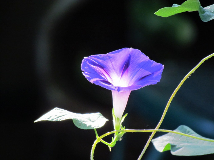 나팔꽃 - morning glory, Pharbitis nil (L.) Choisy