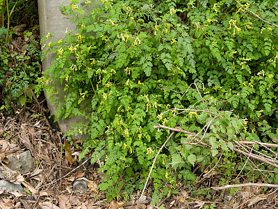 괴불주머니 사진 - Corydalis pallida (Thunb.) Pers. Photos