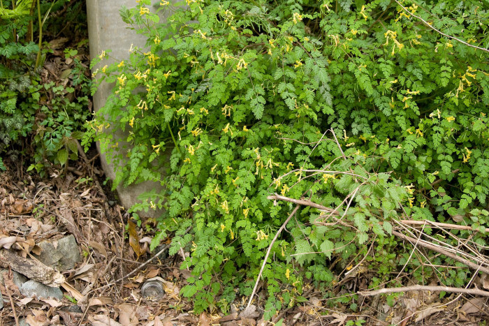 괴불주머니 - Corydalis pallida (Thunb.) Pers.