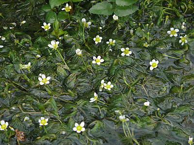 매화마름 사진 - Ranunculus trichophyllus Chaix var. kadzusensis (Makino) Wiegleb Photos